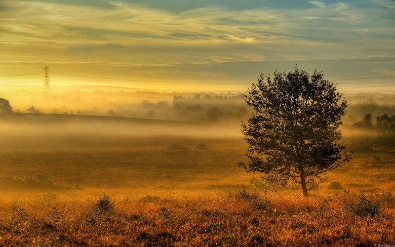 solitary tree in misty field