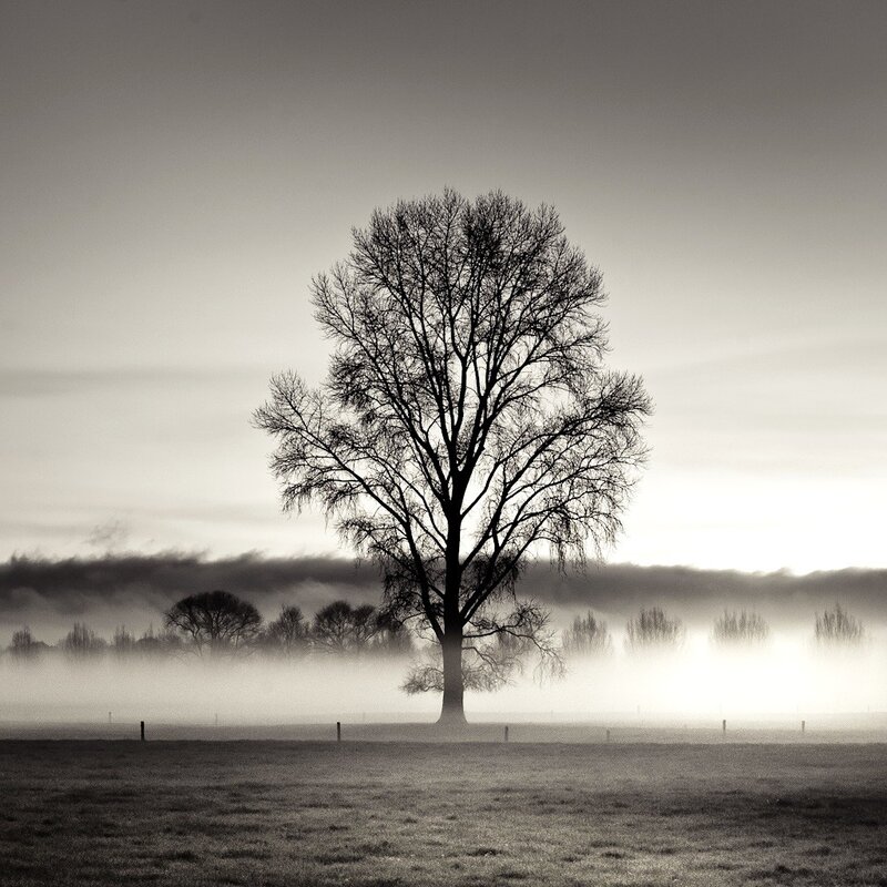 solitary tree in misty field