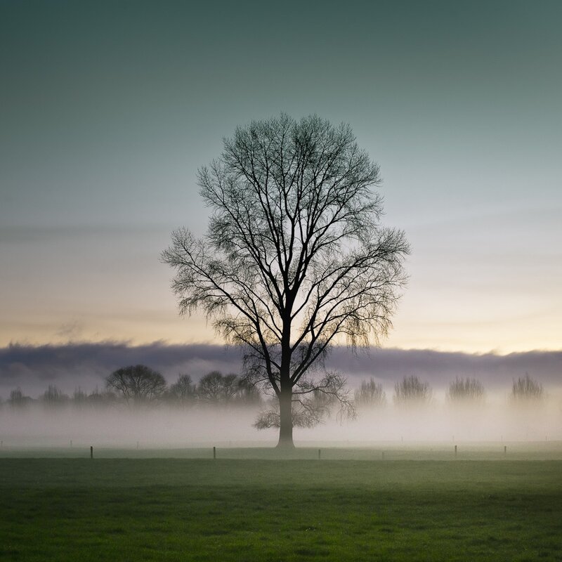 solitary tree in misty field