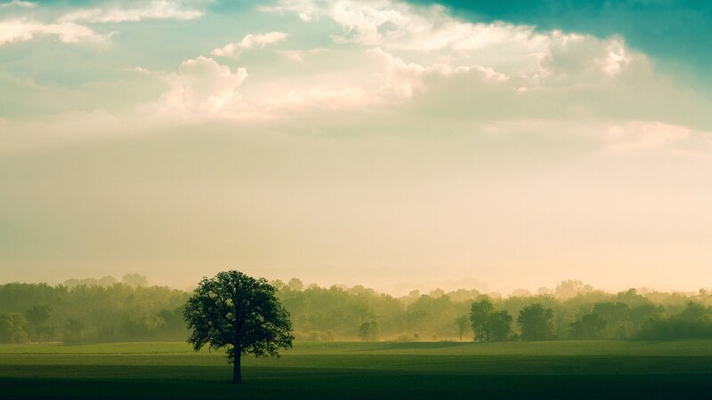 solitary tree in misty field