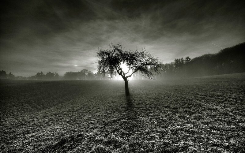 Solitary tree in misty field