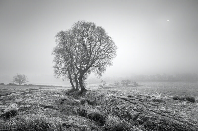 Solitary tree in misty field