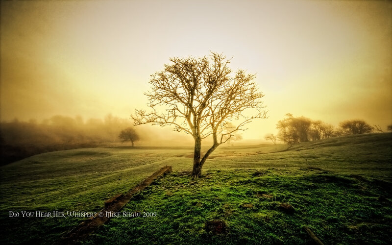 Solitary tree in misty field