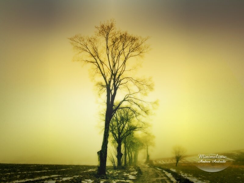 Solitary tree in misty field