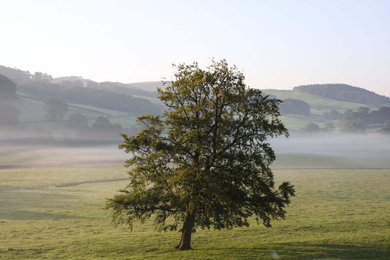Solitary tree in misty field