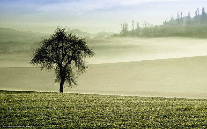 Solitary tree in misty field
