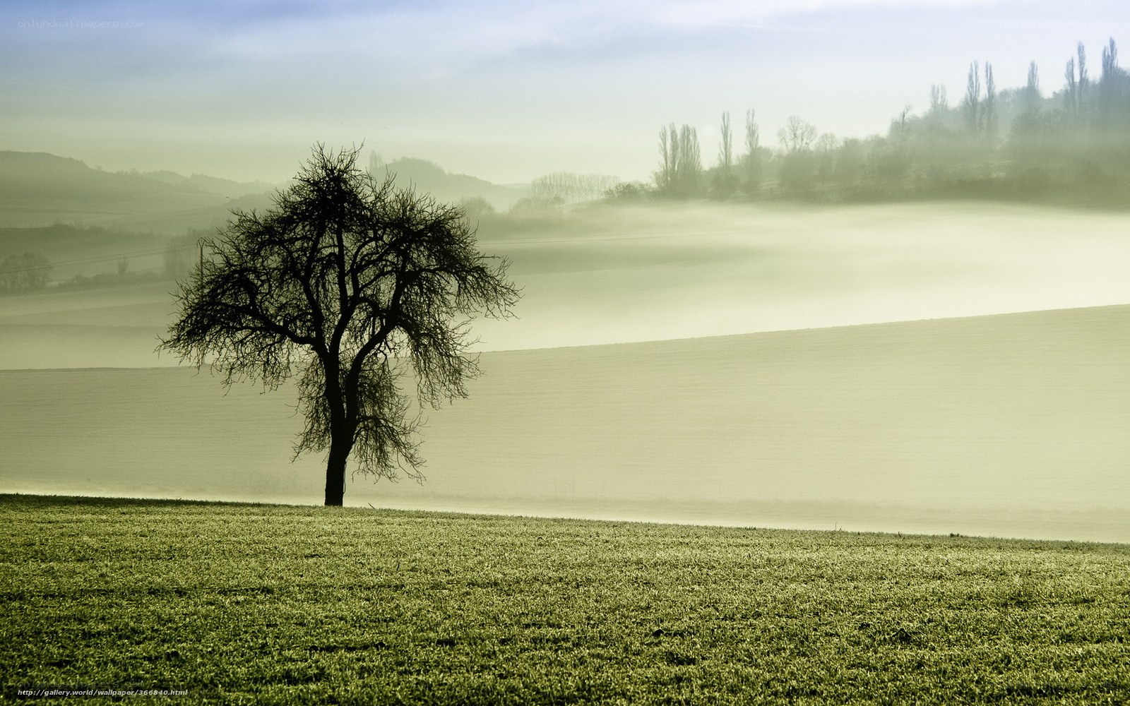 Solitary tree in misty field