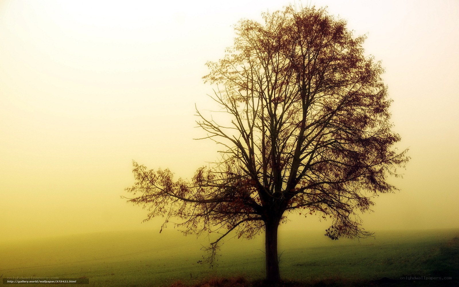 solitary tree in misty field