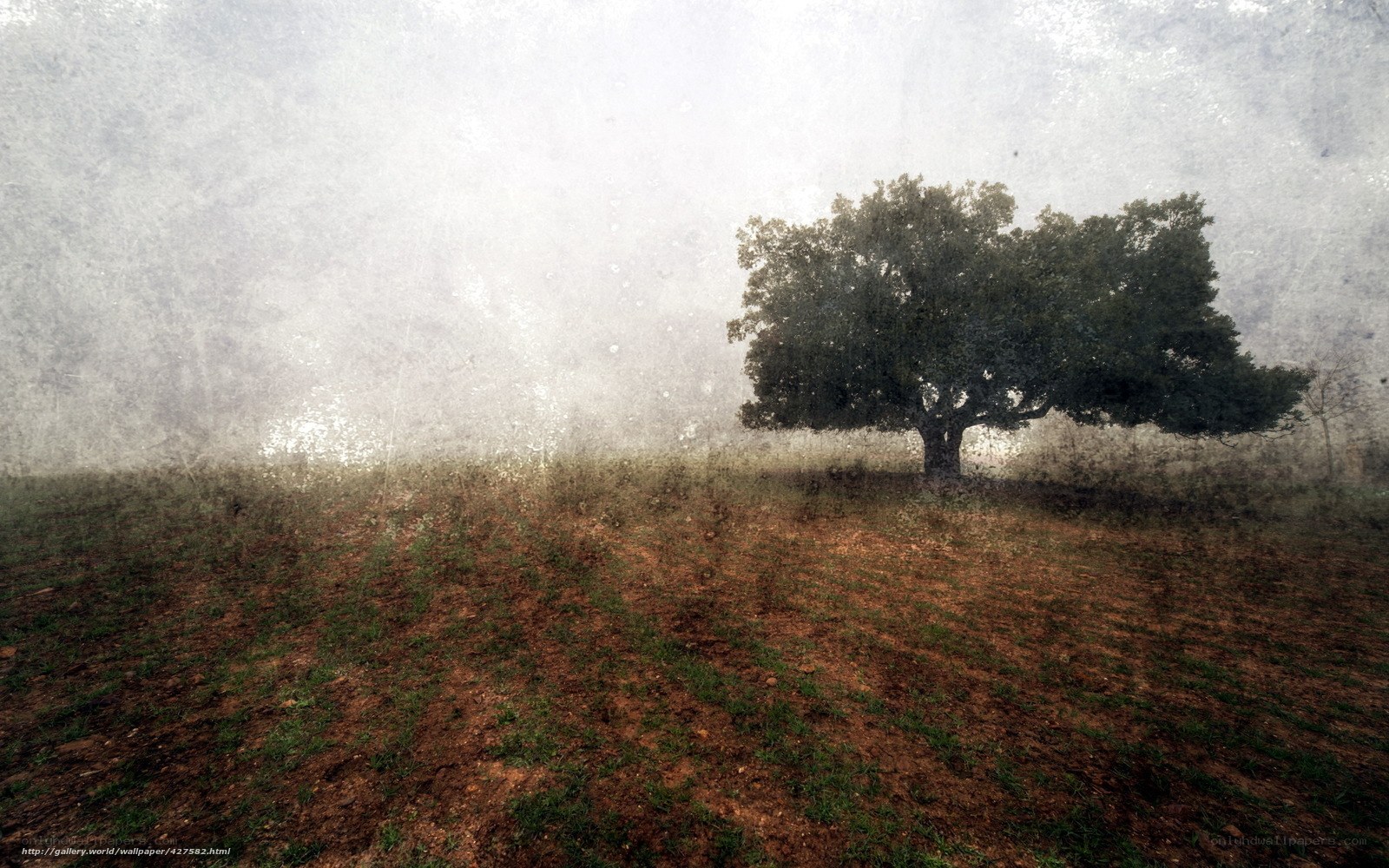 Solitary tree in misty field