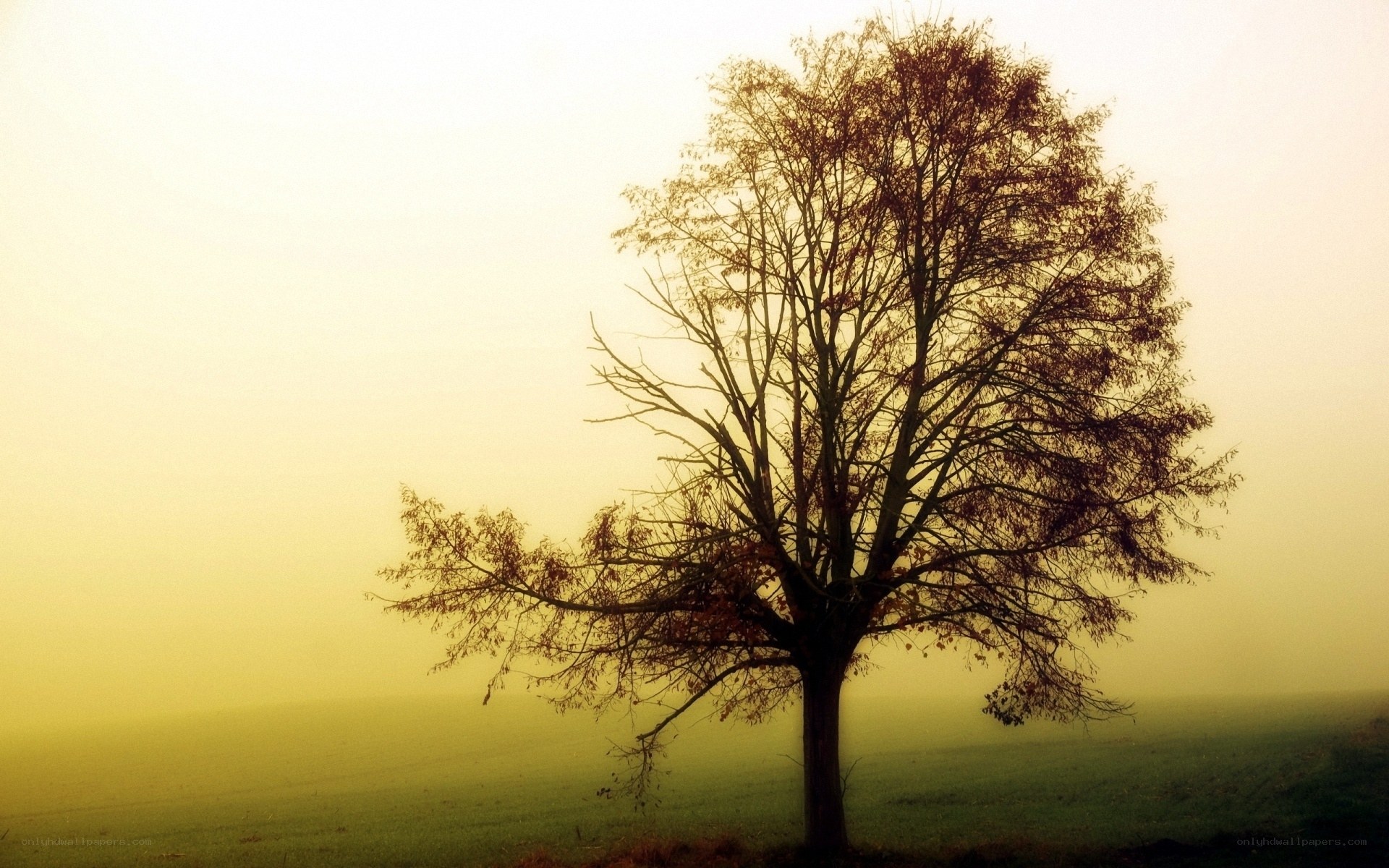 solitary tree in misty field