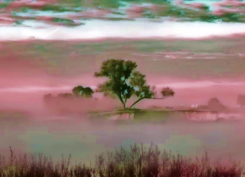 solitary tree in misty landscape