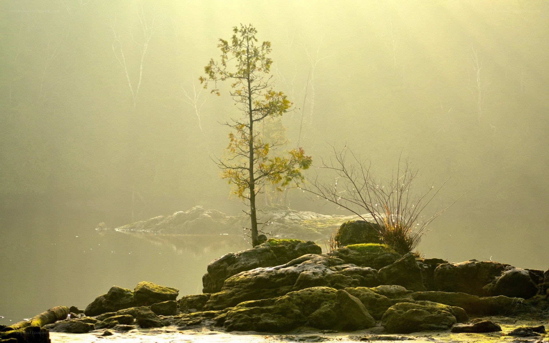 Solitary tree in misty landscape