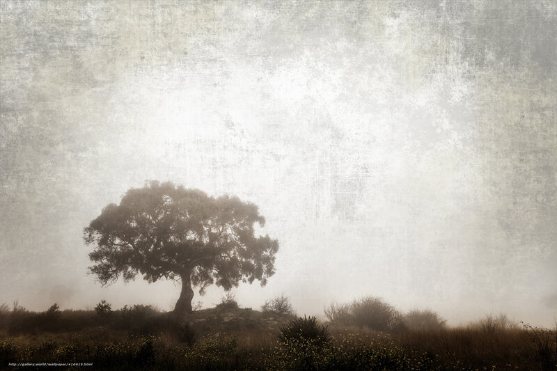 Solitary tree in misty landscape