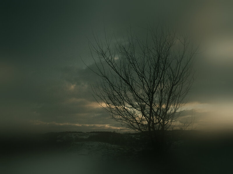solitary tree in misty landscape