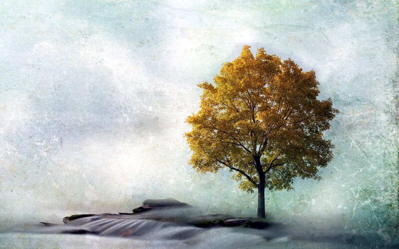 solitary tree in misty landscape