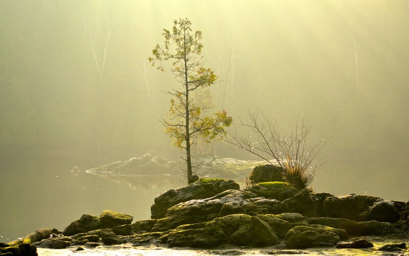 Solitary tree in misty landscape