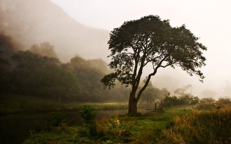 Solitary tree in misty landscape