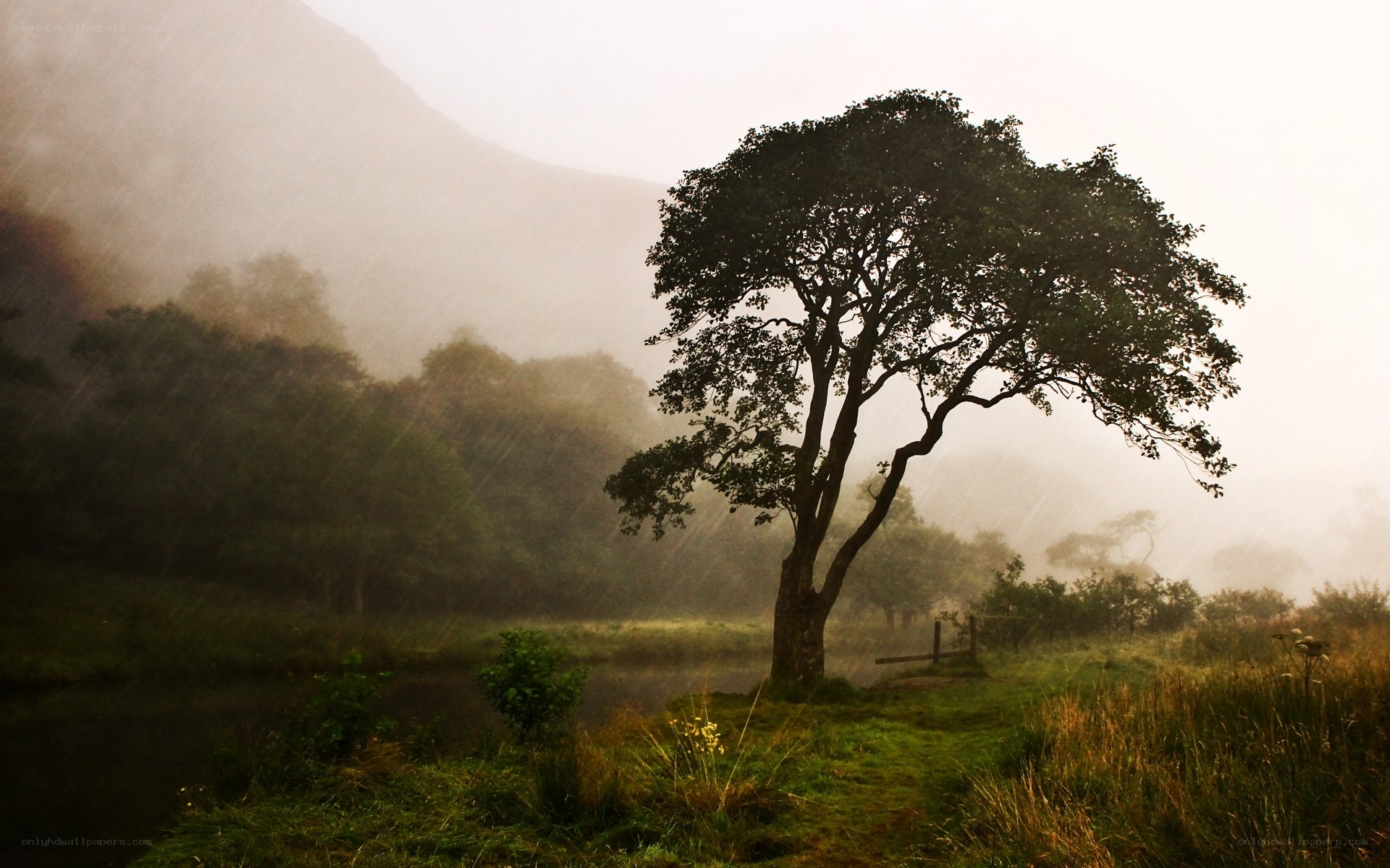 Solitary tree in misty landscape