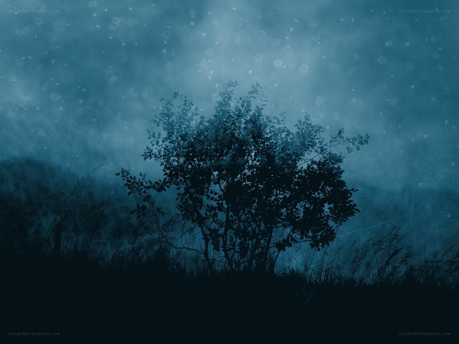 solitary tree in misty night