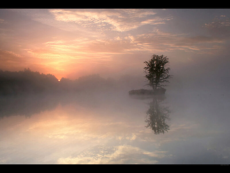 Solitary tree in misty sunrise