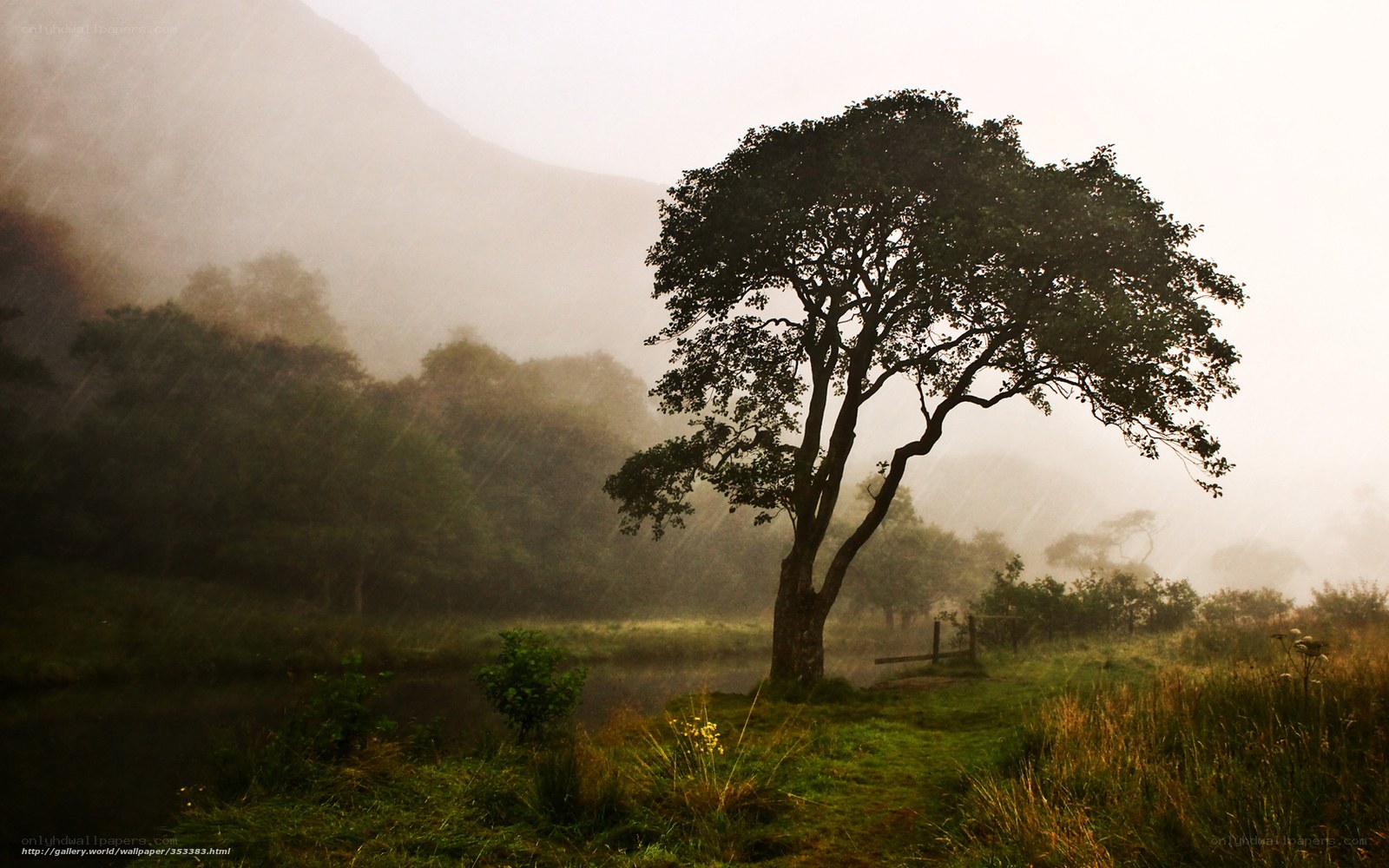 Solitary tree in misty valley