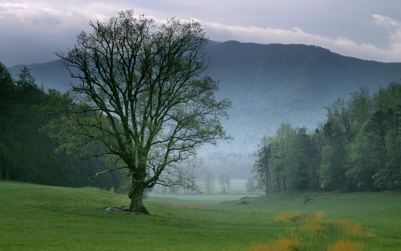 Solitary tree in misty valley