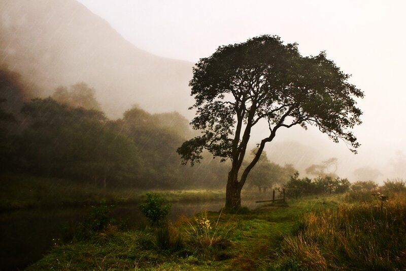 solitary tree in misty valley