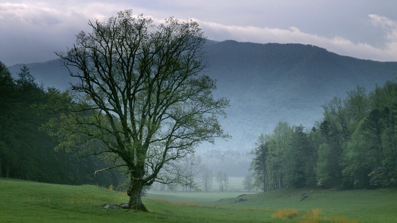 Solitary tree in misty valley