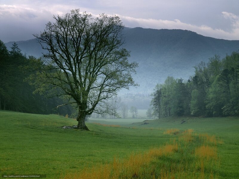 Solitary tree in misty valley