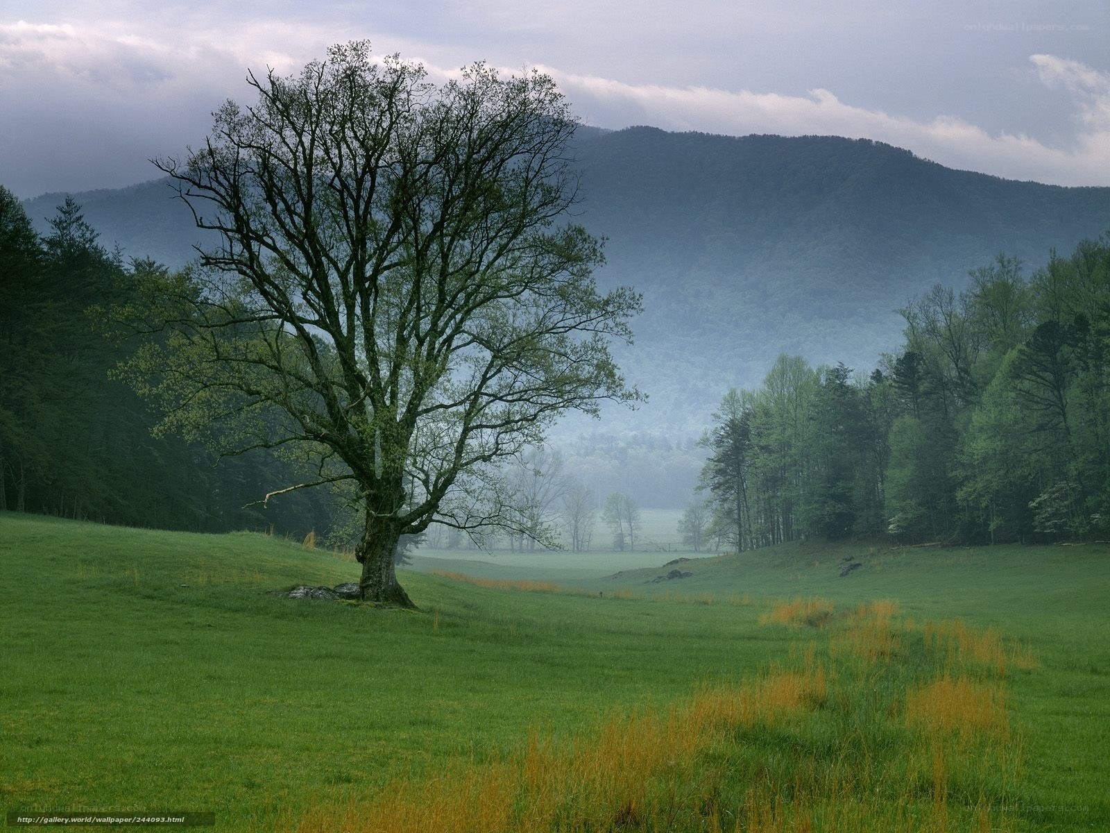 Solitary tree in misty valley