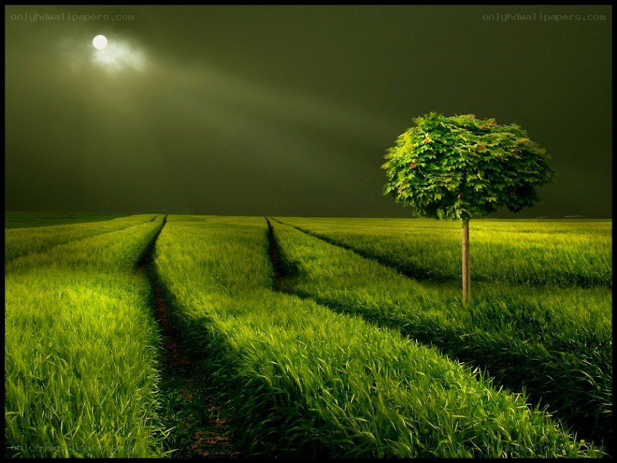 Solitary tree in moonlit field
