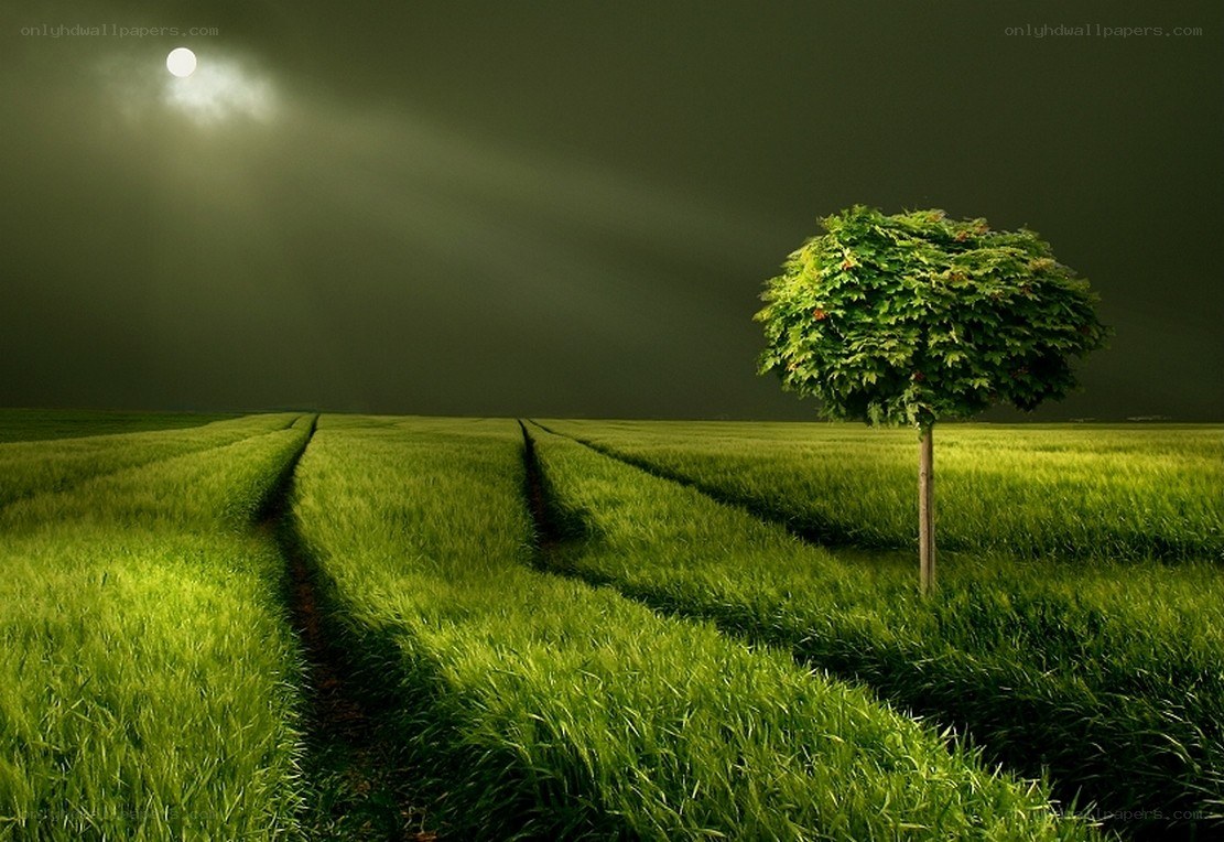 Solitary tree in moonlit field