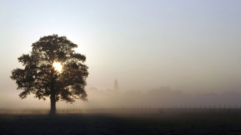 solitary tree in morning mist