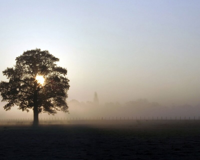 Solitary tree in morning mist