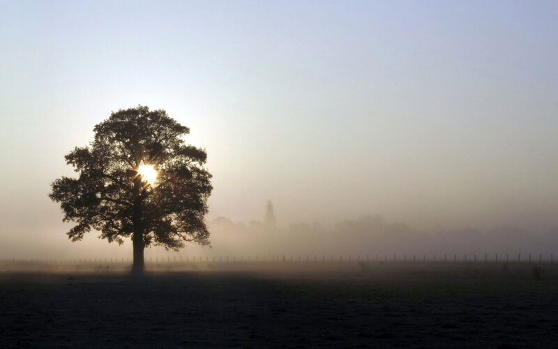 Solitary tree in morning mist