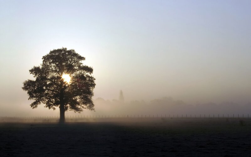 solitary tree in morning mist