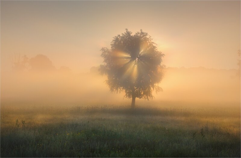 Solitary tree in morning mist