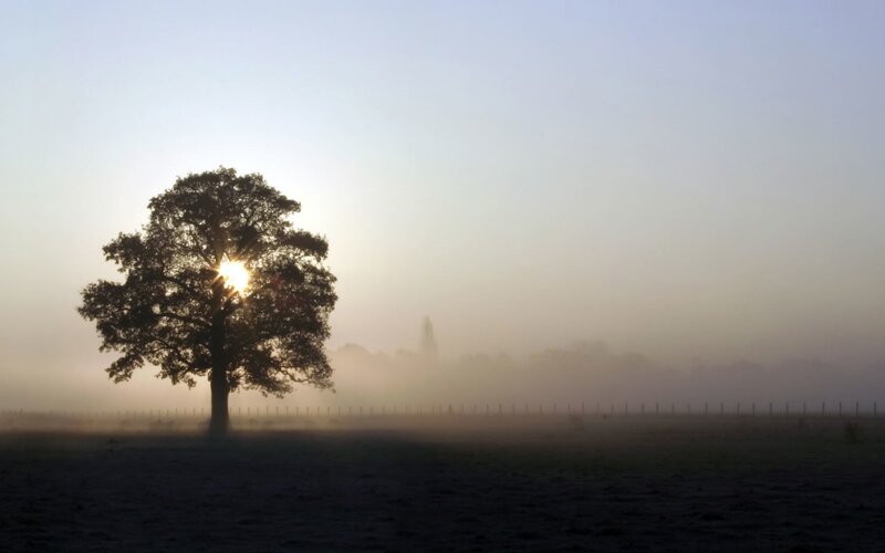 solitary tree in morning mist