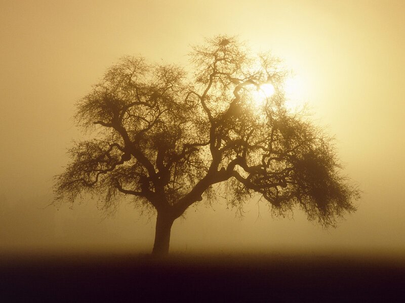 solitary tree in morning mist
