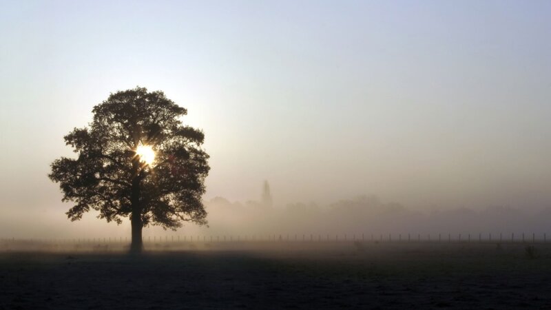solitary tree in morning mist