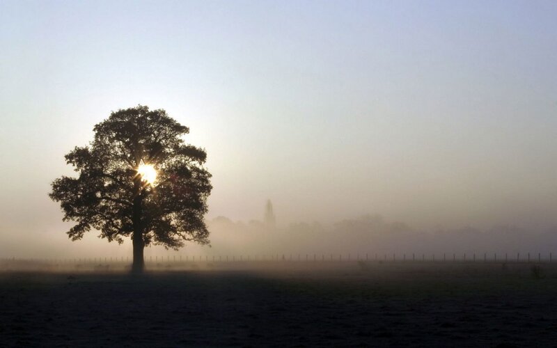 solitary tree in morning mist