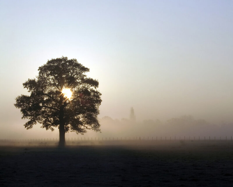 solitary tree in morning mist