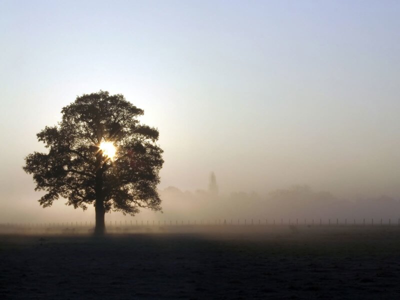 Solitary tree in morning mist