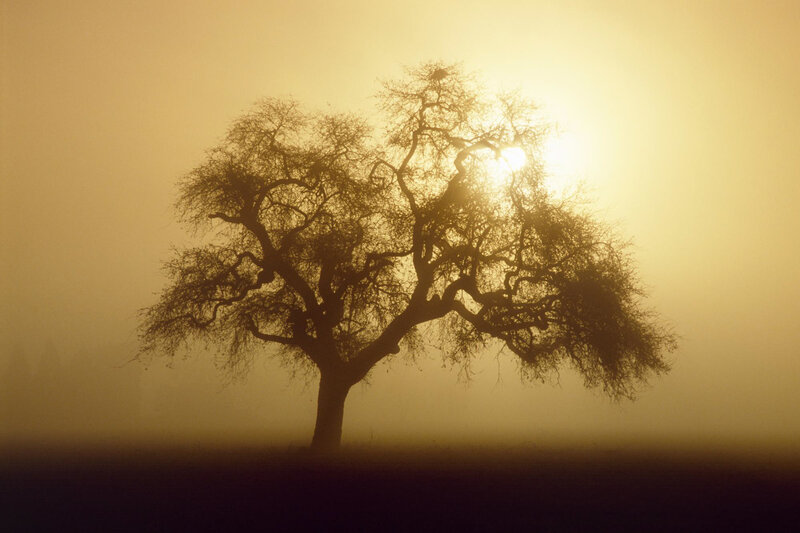 Solitary tree in morning mist