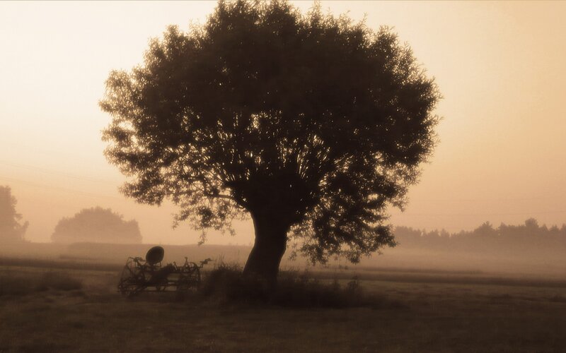 Solitary tree in morning mist