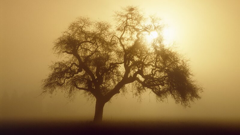 solitary tree in morning mist