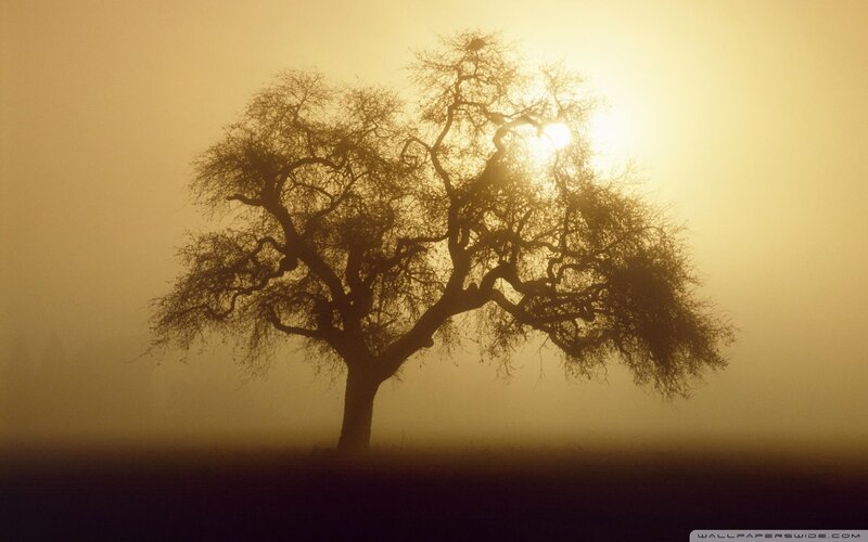 solitary tree in morning mist