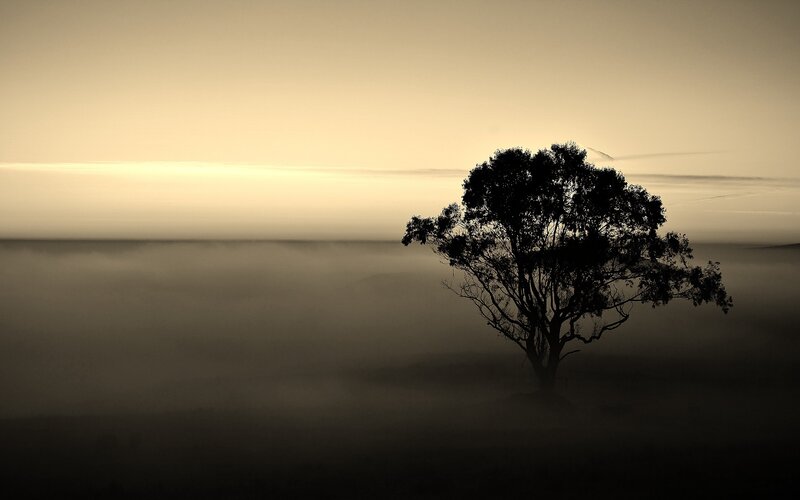 solitary tree in morning mist