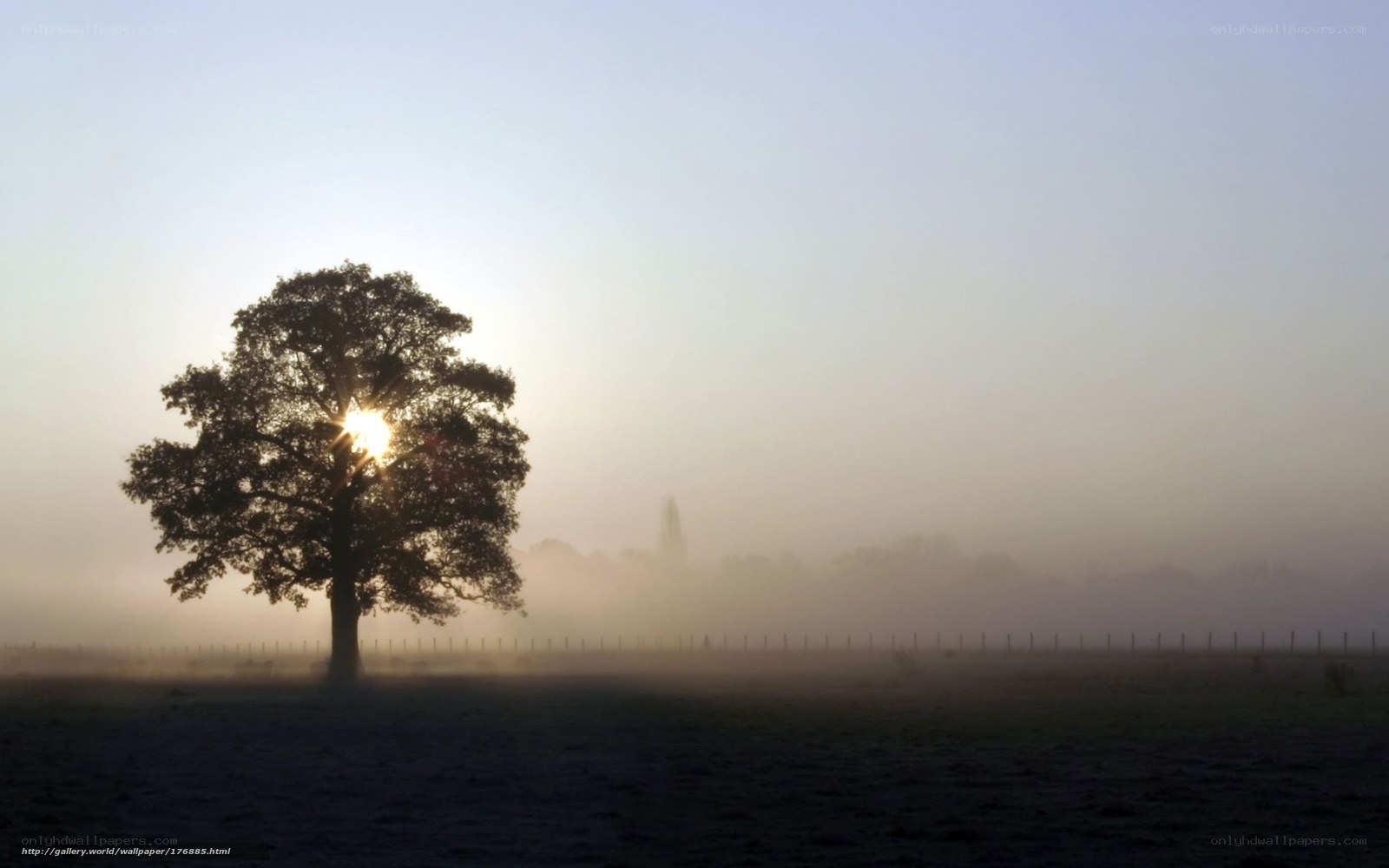 Solitary tree in morning mist