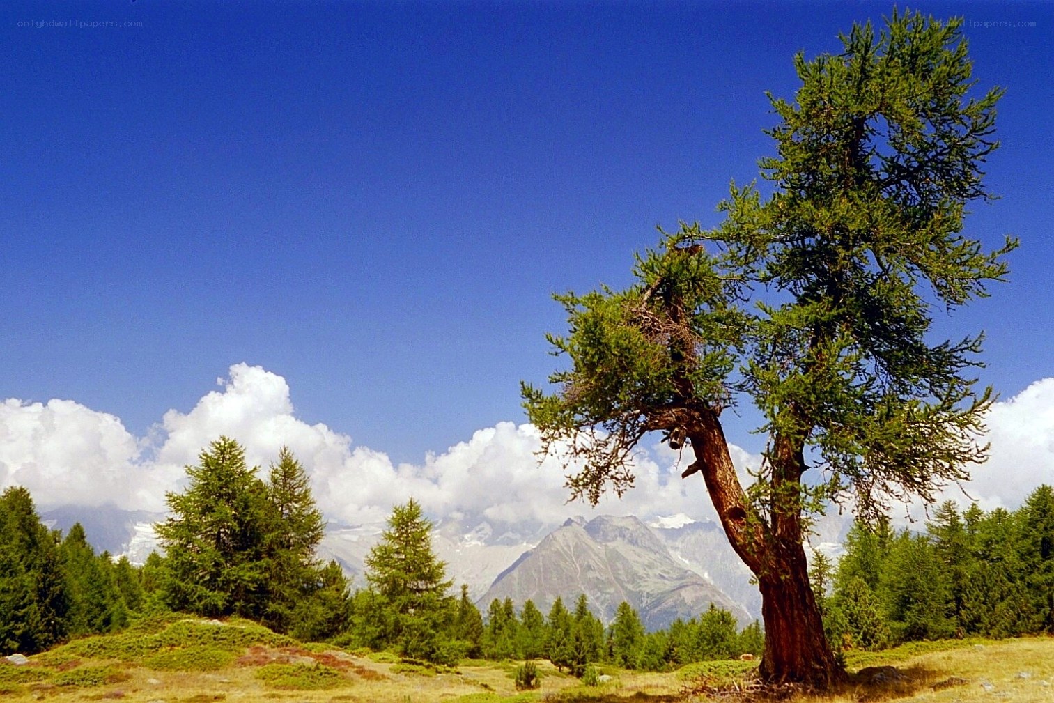 Solitary tree in mountain landscape